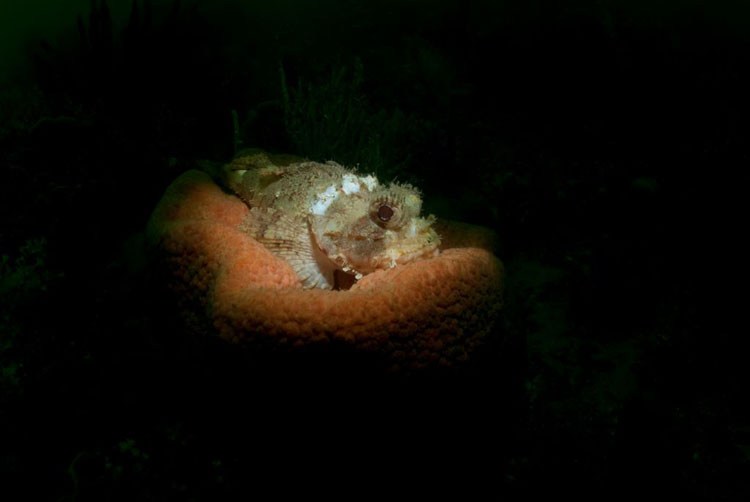 Scorpionfish in Spotlight